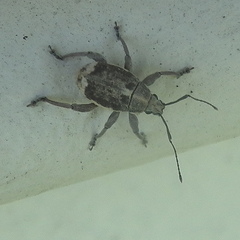 Sciobius