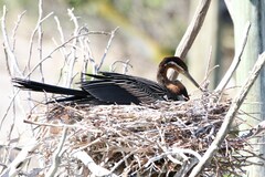 Anhinga rufa rufa