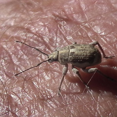 Sciobius