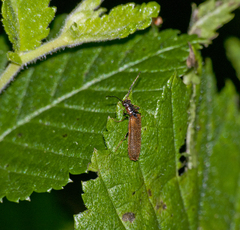 Denticollis linearis
