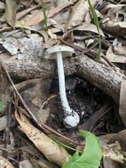 Amanita