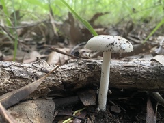Amanita