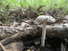 Amanita