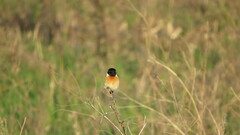 Saxicola maurus maurus