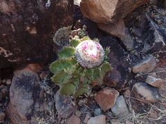 Melocactus schatzlii