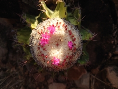 Melocactus schatzlii