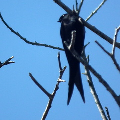 Psalidoprocne pristoptera