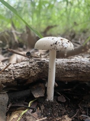 Amanita