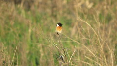 Saxicola maurus maurus