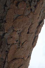 Phellinopsis conchata