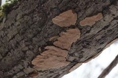 Phellinopsis conchata