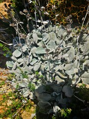 Pentanema verbascifolium