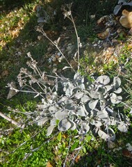 Pentanema verbascifolium