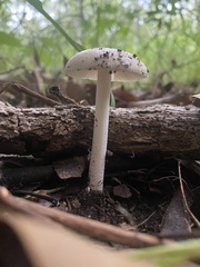Amanita