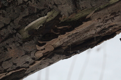 Phellinopsis conchata