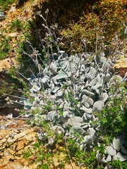 Pentanema verbascifolium