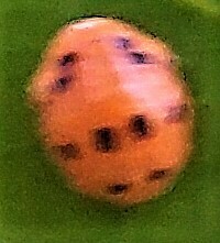 Harmonia axyridis