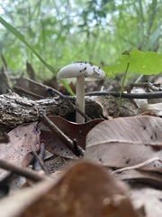 Amanita