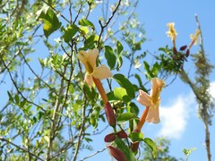 Dolichandra cynanchoides