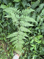 Cornopteris banajaoensis