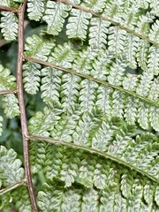 Cornopteris banajaoensis