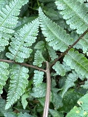 Cornopteris banajaoensis