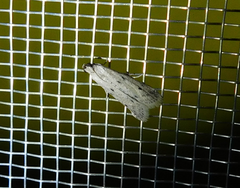 Homoeosoma nebulella