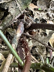 Cornopteris banajaoensis