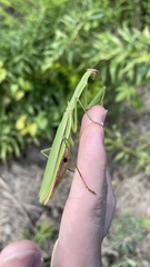 Tenodera angustipennis