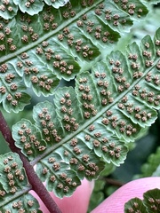 Cornopteris banajaoensis