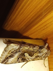 Cornutiplusia circumflexa