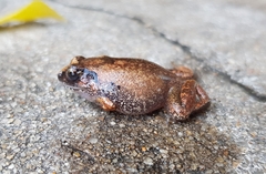Arthroleptis stenodactylus