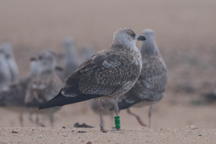 Larus fuscus