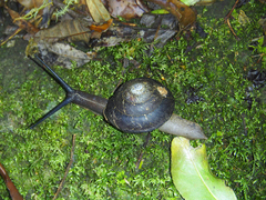 Thersites darlingtoni