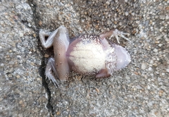 Arthroleptis stenodactylus