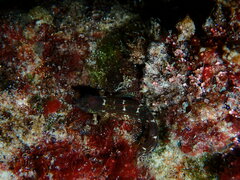 Microlipophrys canevae