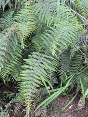Pteridium revolutum