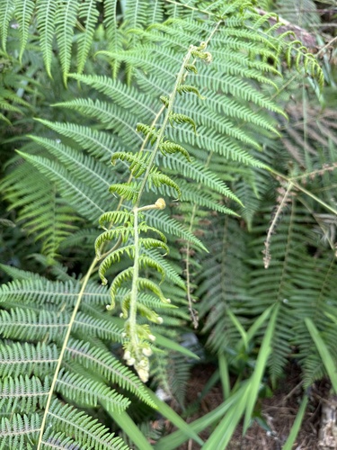 South Asian bracken