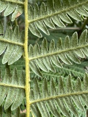 Pteridium revolutum