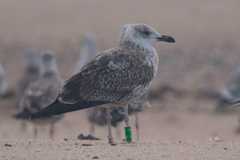 Larus fuscus