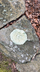 Flavoparmelia baltimorensis