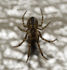 Zygiella x-notata