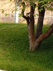 Cyanocorax mystacalis