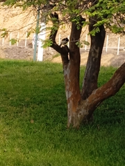 Cyanocorax mystacalis