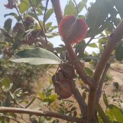 Combretum nigricans