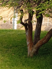 Cyanocorax mystacalis