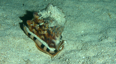 Cassis tuberosa