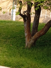 Cyanocorax mystacalis