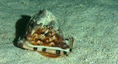 Cassis tuberosa
