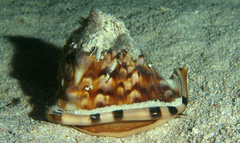 Cassis tuberosa